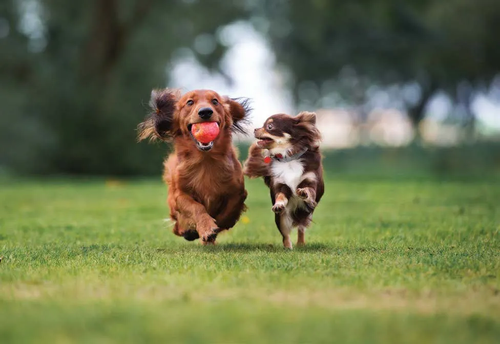 Pet Park & Play Lawn